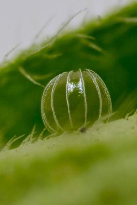 Egg of Catacroptera cloanthe